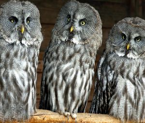 Preview wallpaper owls, birds, three, predators