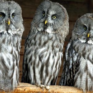 Preview wallpaper owls, birds, three, predators