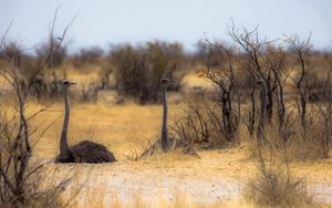 Preview wallpaper owls, nature, africa