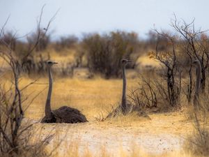 Preview wallpaper owls, nature, africa