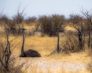 Preview wallpaper owls, nature, africa