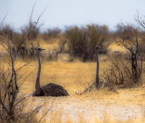 Preview wallpaper owls, nature, africa