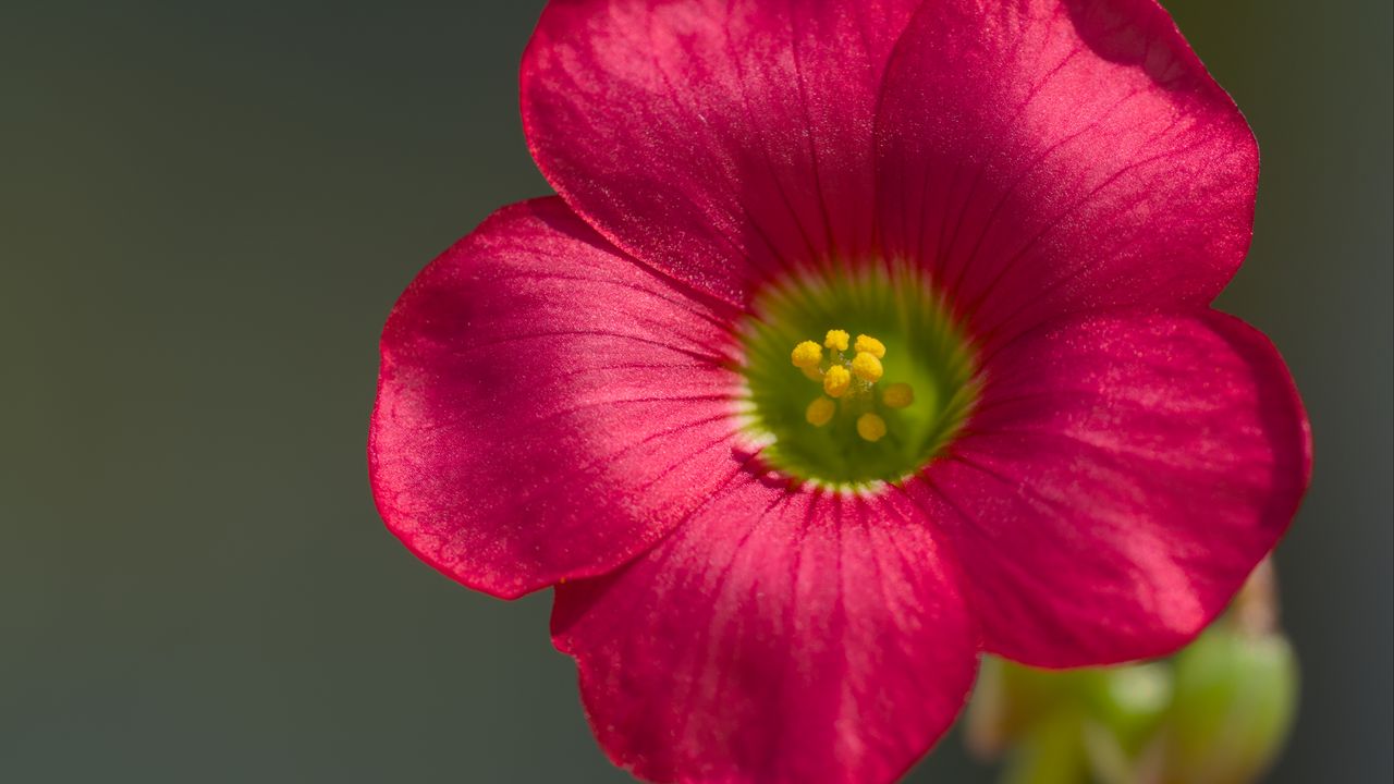 Wallpaper oxalis, flower, petals, macro, pink