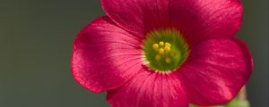 Preview wallpaper oxalis, flower, petals, macro, pink