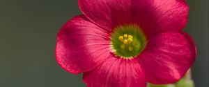 Preview wallpaper oxalis, flower, petals, macro, pink