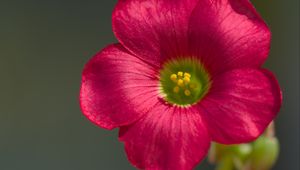 Preview wallpaper oxalis, flower, petals, macro, pink