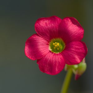 Preview wallpaper oxalis, flower, petals, macro, pink