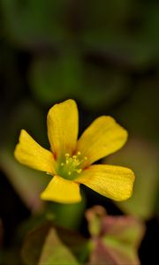 Preview wallpaper oxalis, flower, petals, macro, yellow, blur