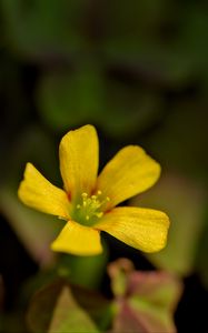 Preview wallpaper oxalis, flower, petals, macro, yellow, blur