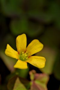 Preview wallpaper oxalis, flower, petals, macro, yellow, blur