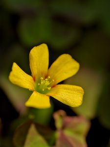 Preview wallpaper oxalis, flower, petals, macro, yellow, blur