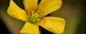 Preview wallpaper oxalis, flower, petals, macro, yellow, blur