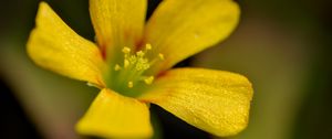 Preview wallpaper oxalis, flower, petals, macro, yellow, blur