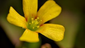 Preview wallpaper oxalis, flower, petals, macro, yellow, blur