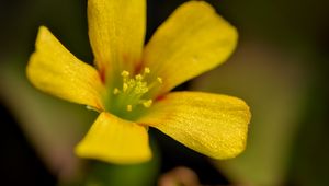 Preview wallpaper oxalis, flower, petals, macro, yellow, blur