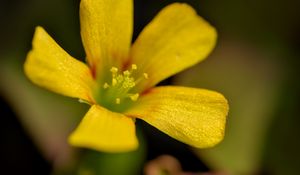 Preview wallpaper oxalis, flower, petals, macro, yellow, blur