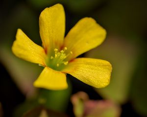 Preview wallpaper oxalis, flower, petals, macro, yellow, blur