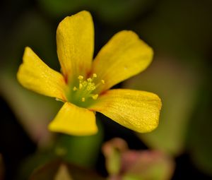 Preview wallpaper oxalis, flower, petals, macro, yellow, blur