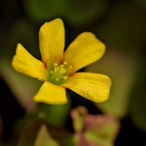 Preview wallpaper oxalis, flower, petals, macro, yellow, blur