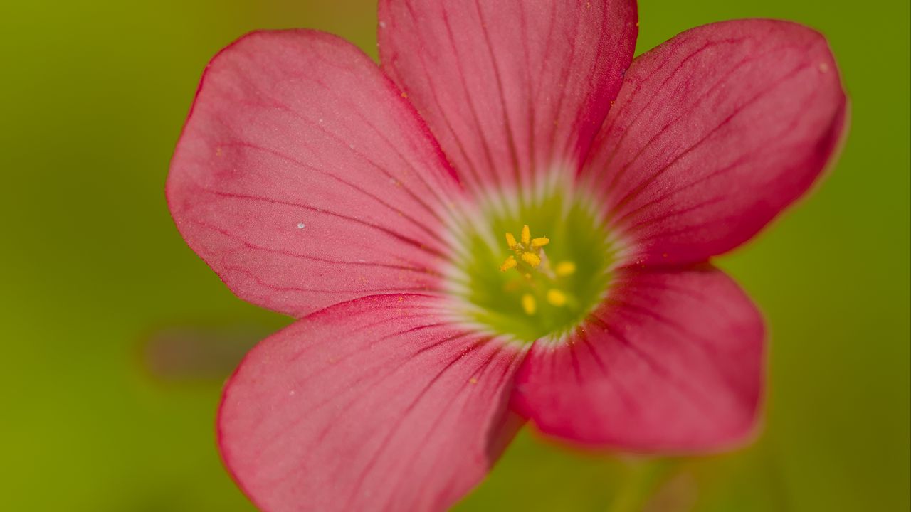 Wallpaper oxalis, flower, petals, pink, macro