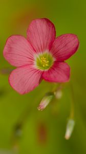 Preview wallpaper oxalis, flower, petals, pink, macro