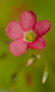 Preview wallpaper oxalis, flower, petals, pink, macro