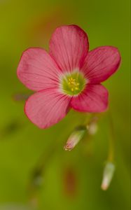 Preview wallpaper oxalis, flower, petals, pink, macro