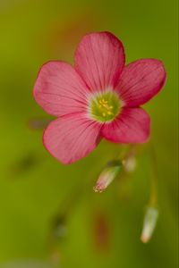 Preview wallpaper oxalis, flower, petals, pink, macro