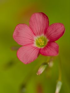 Preview wallpaper oxalis, flower, petals, pink, macro