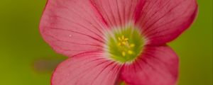 Preview wallpaper oxalis, flower, petals, pink, macro