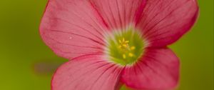 Preview wallpaper oxalis, flower, petals, pink, macro