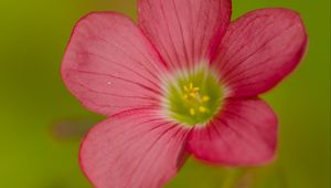 Preview wallpaper oxalis, flower, petals, pink, macro