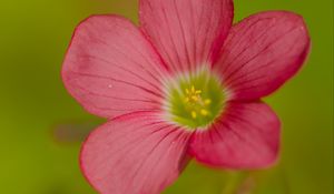 Preview wallpaper oxalis, flower, petals, pink, macro