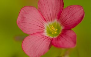 Preview wallpaper oxalis, flower, petals, pink, macro