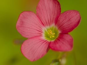 Preview wallpaper oxalis, flower, petals, pink, macro