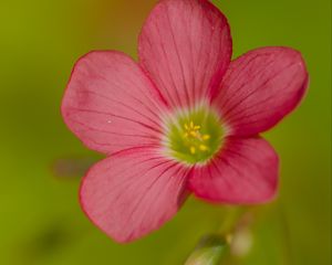 Preview wallpaper oxalis, flower, petals, pink, macro