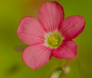 Preview wallpaper oxalis, flower, petals, pink, macro