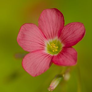 Preview wallpaper oxalis, flower, petals, pink, macro