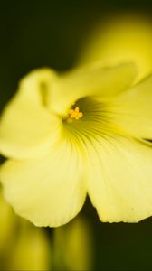 Preview wallpaper oxalis, flower, petals, macro, yellow