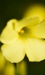 Preview wallpaper oxalis, flower, petals, macro, yellow