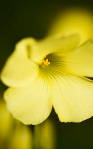 Preview wallpaper oxalis, flower, petals, macro, yellow