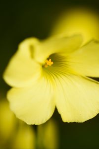 Preview wallpaper oxalis, flower, petals, macro, yellow