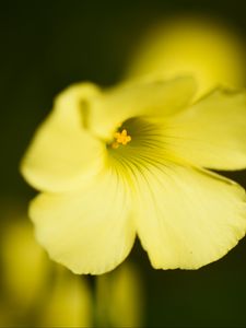 Preview wallpaper oxalis, flower, petals, macro, yellow