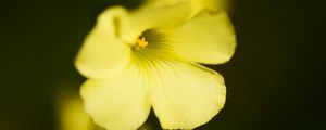 Preview wallpaper oxalis, flower, petals, macro, yellow