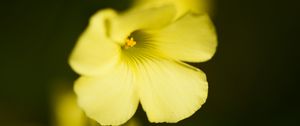 Preview wallpaper oxalis, flower, petals, macro, yellow