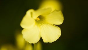 Preview wallpaper oxalis, flower, petals, macro, yellow