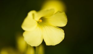 Preview wallpaper oxalis, flower, petals, macro, yellow