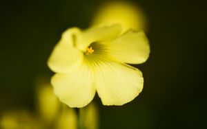 Preview wallpaper oxalis, flower, petals, macro, yellow