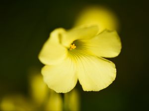 Preview wallpaper oxalis, flower, petals, macro, yellow