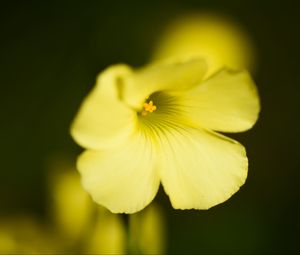 Preview wallpaper oxalis, flower, petals, macro, yellow